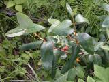 Soapberry=Shepherdia canadensis: with fruit