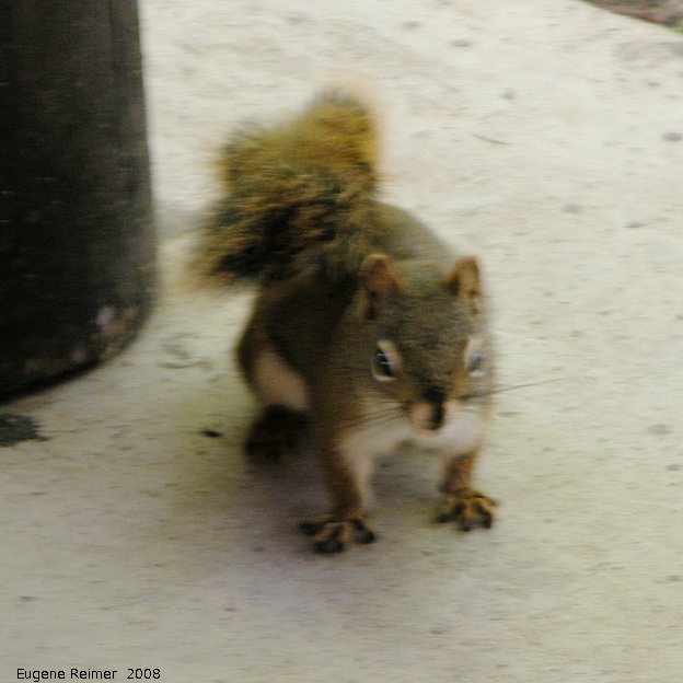 IMG 2008-Jul11 at Liard Hotsprings-BC:&nbsp; Red squirrel (Tamiasciurus hudsonicus)