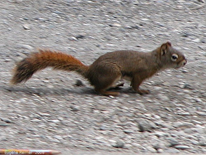 IMG 2008-Jul11 at Liard Hotsprings-BC:  Red squirrel (Tamiasciurus hudsonicus)