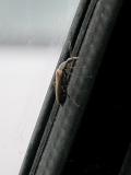 beetle: on car-window