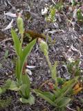 Sparrow-egg ladyslipper=Cypripedium passerinum: plants with fresh pods