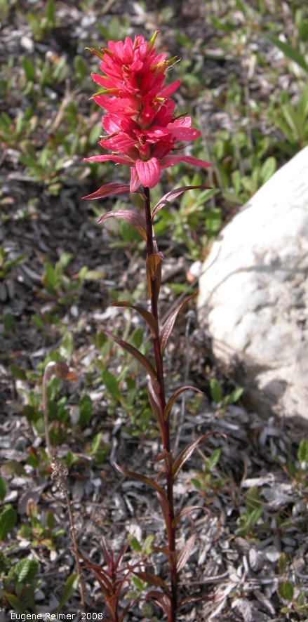 IMG 2008-Jul11 at a hillside SE of Muncho-Lake-BC:&nbsp; Paintbrush (Castilleja sp) plant