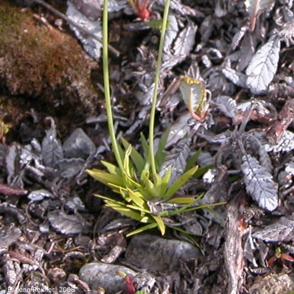 IMG 2008-Jul11 at a hillside SE of Muncho-Lake-BC:&nbsp; unidentified white-flowered plant foliage
