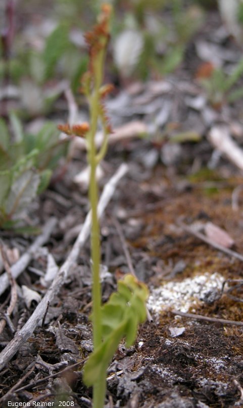 IMG 2008-Jul11 at a hillside SE of Muncho-Lake-BC:  Common moonwort-fern (Botrychium lunaria) bad