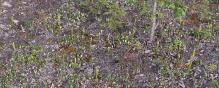 Platanthera aquilonis: many