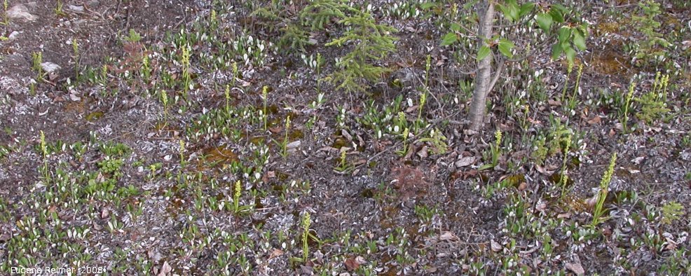 IMG 2008-Jul11 at a hillside SE of Muncho-Lake-BC:  Northern green bog-orchid (Platanthera aquilonis) many