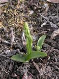 Platanthera aquilonis: plant in bud bad