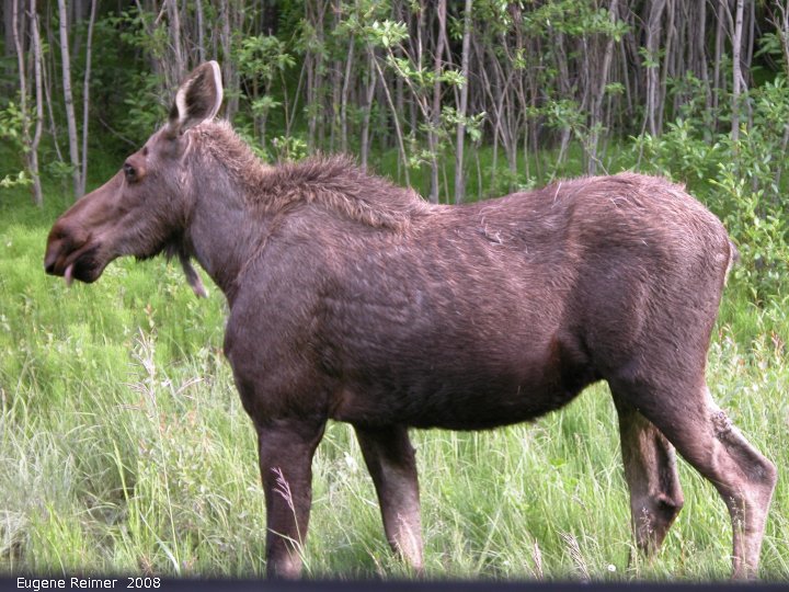 IMG 2008-Jul11 at Alaska-Hwy SE of Muncho-Lake-BC:  Moose (Alces alces)