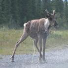 Caribou: urinating