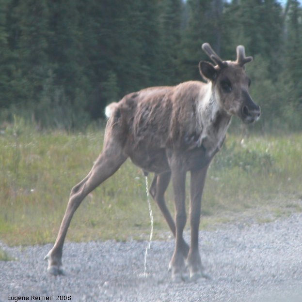IMG 2008-Jul11 at Alaska-Hwy SE of Muncho-Lake-BC:&nbsp; Caribou (Rangifer tarandus) urinating