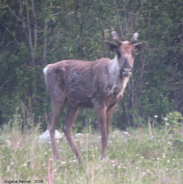 IMG 2008-Jul11 at Alaska-Hwy SE of Muncho-Lake-BC:&nbsp; Caribou (Rangifer tarandus)