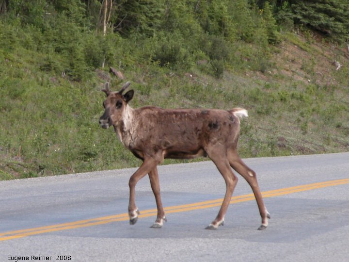 IMG 2008-Jul11 at Alaska-Hwy SE of Muncho-Lake-BC:&nbsp; Caribou (Rangifer tarandus) on road