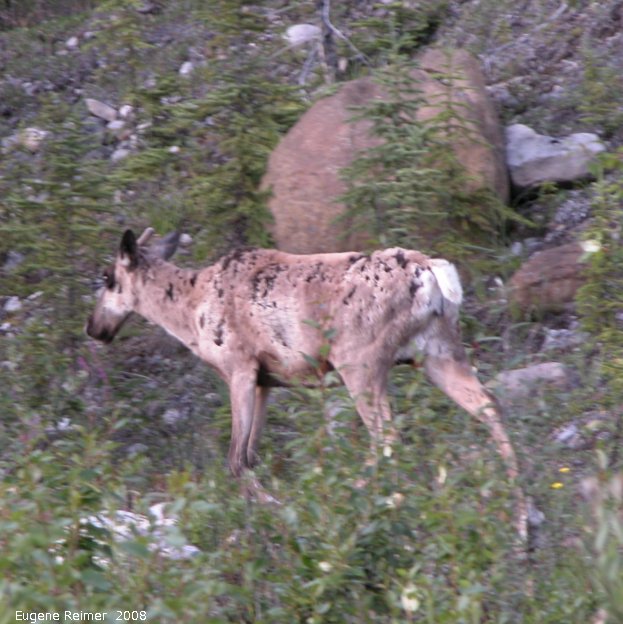 IMG 2008-Jul11 at Alaska-Hwy SE of Muncho-Lake-BC:&nbsp; Caribou (Rangifer tarandus) a 2nd individual