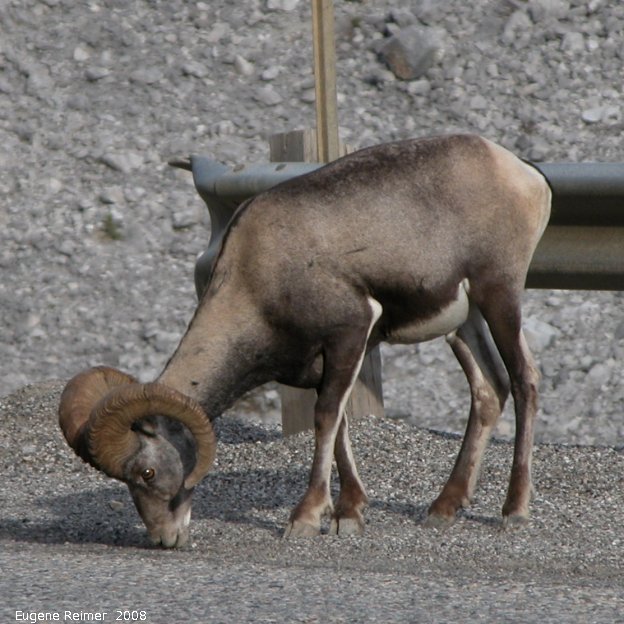IMG 2008-Jul11 at Stone-Mountain-Provincial-Park-BC:&nbsp; Stone sheep (Ovis stonei) ram