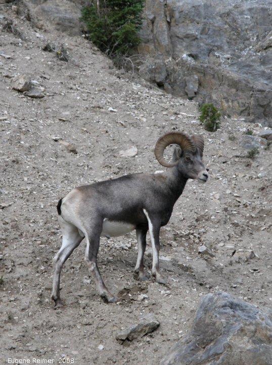 IMG 2008-Jul11 at Stone-Mountain-Provincial-Park-BC:&nbsp; Stone sheep (Ovis stonei) ram on steep slope
