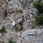 Stone sheep: climbing like a mountain-goat