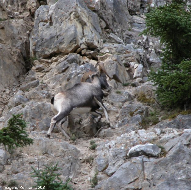 IMG 2008-Jul11 at Stone-Mountain-Provincial-Park-BC:  Stone sheep (Ovis stonei) ram climbing like a mountain-goat