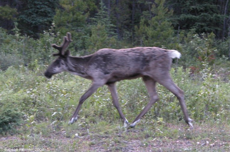 IMG 2008-Jul11 at Stone-Mountain-Provincial-Park-BC:  Caribou (Rangifer tarandus) walking