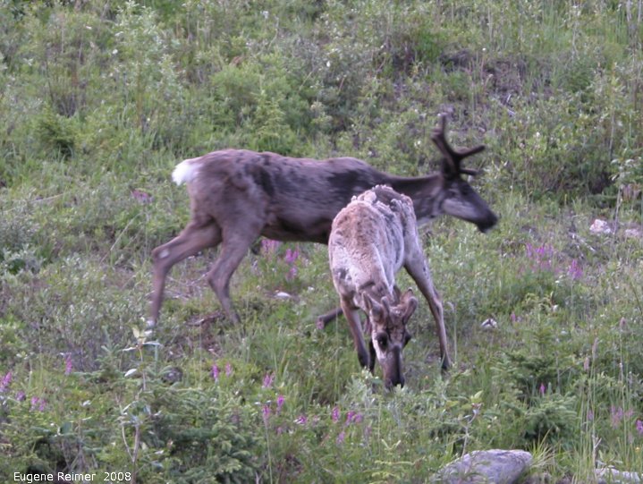 IMG 2008-Jul11 at Stone-Mountain-Provincial-Park-BC:  Caribou (Rangifer tarandus) male+female