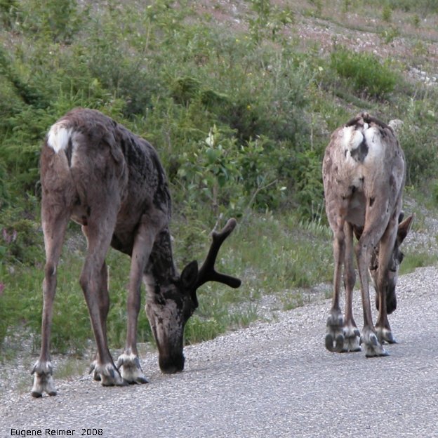 IMG 2008-Jul11 at Stone-Mountain-Provincial-Park-BC:&nbsp; Caribou (Rangifer tarandus) male+female