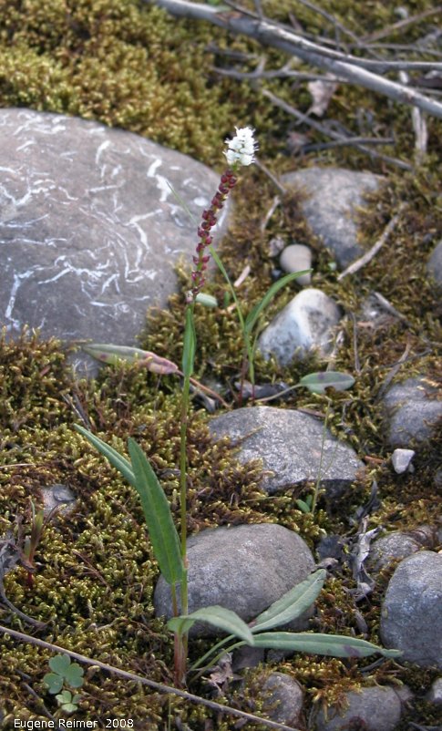 IMG 2008-Jul11 at Tetsa-River-Bridge#2 on Alaska-Hwy NE of Fort-Nelson-BC:&nbsp; Alpine bistort (Polygonum viviparum) plant