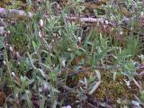 Alpine bistort=Polygonum viviparum: clump