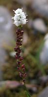 Alpine bistort=Polygonum viviparum: flowers+pods