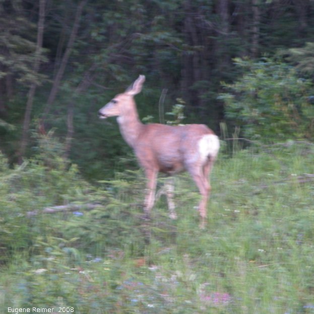IMG 2008-Jul11 at Alaska-Hwy NE of Fort-Nelson-BC:&nbsp; Mule-deer (Odocoileus hemionus) juvenile