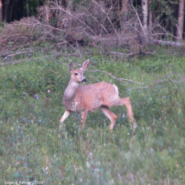 IMG 2008-Jul11 at Alaska-Hwy NE of Fort-Nelson-BC:&nbsp; Mule-deer (Odocoileus hemionus) adult