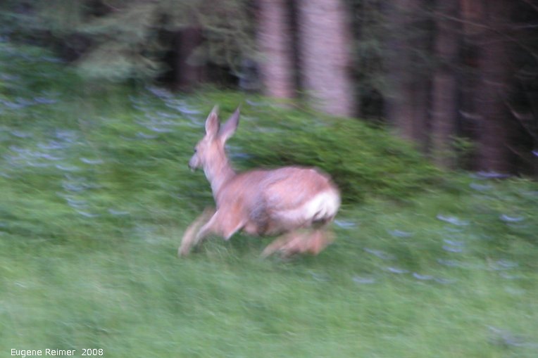 IMG 2008-Jul11 at Alaska-Hwy NE of Fort-Nelson-BC:&nbsp; Mule-deer (Odocoileus hemionus) juvenile running