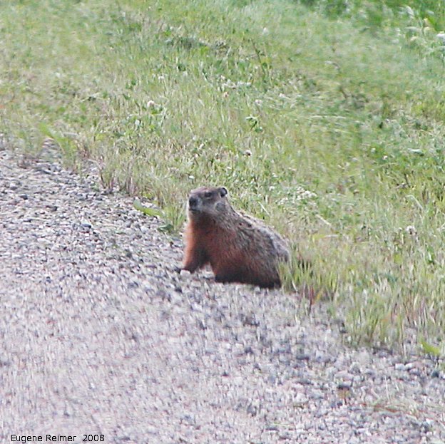 IMG 2008-Jul12 at AlaskaHwy just SE of OdetteRiver:  Groundhog (Marmota monax)