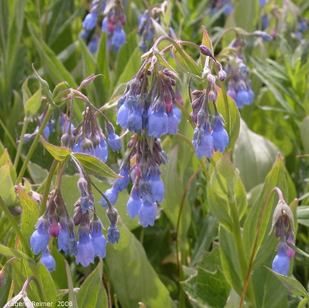 IMG 2008-Jul12 at AlaskaHwy just NW of PinkMountain:&nbsp; Tall bluebell=Tall lungwort (Mertensia paniculata)