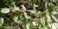 Soapberry=Shepherdia canadensis: foliage