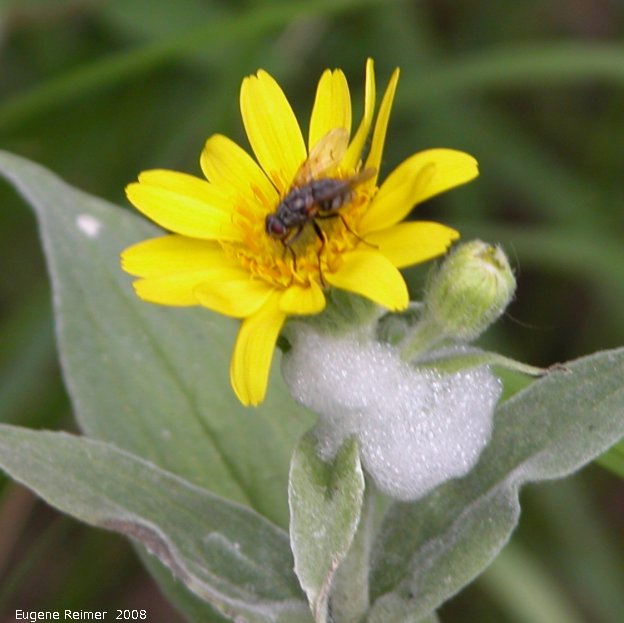 IMG 2008-Jul13 at Hwy-43 approx 10km SE of Beaverlodge-AB (where car broke):  Fly (Diptera sp) on Arnica (Arnica sp) flower