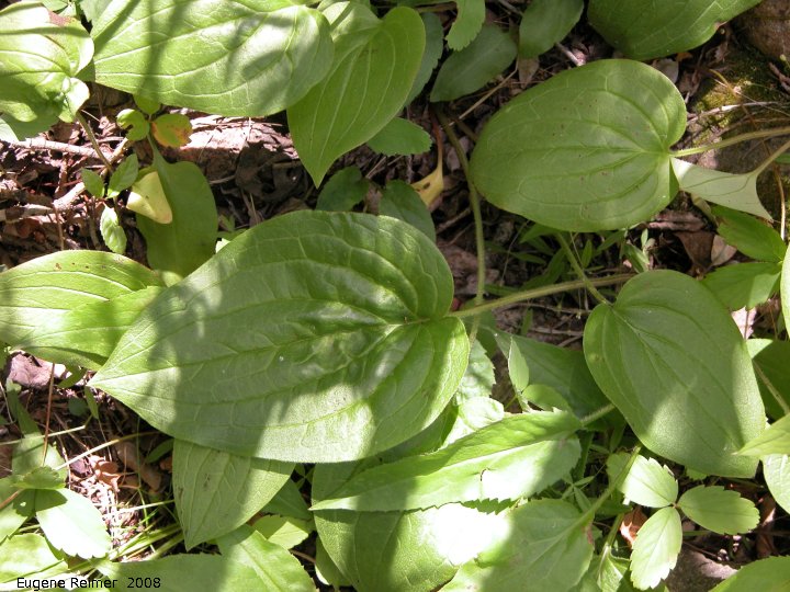 IMG 2008-Jul13 at Hwy-43 approx 10km SE of Beaverlodge-AB (where car broke):&nbsp; Mertensia bluebell (Mertensia sp)? leaf