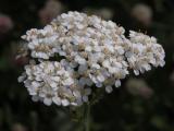 Common yarrow=Achillea millefolium: flowers
