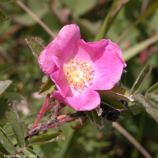 IMG 2008-Jul13 at Hwy-43 approx 10km SE of Beaverlodge-AB (where car broke):  Prickly rose (Rosa acicularis) flower