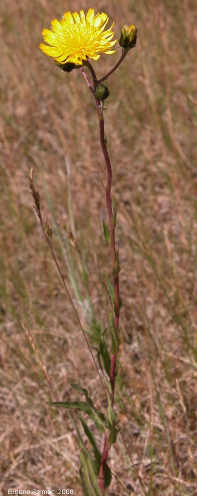 IMG 2008-Jul13 at Hwy-43 approx 10km SE of Beaverlodge-AB (where car broke):  Narrowleaf hawkweed (Hieracium umbellatum)? plant