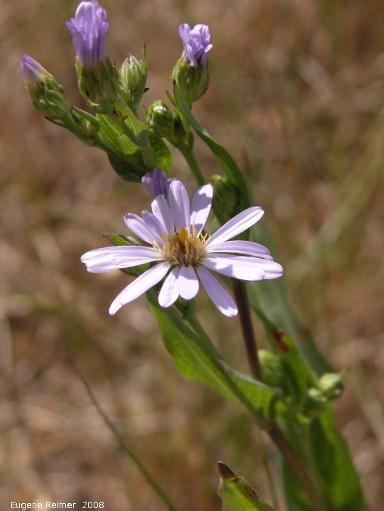 IMG 2008-Jul13 at Hwy-43 approx 10km SE of Beaverlodge-AB (where car broke):&nbsp; Aster (Aster sp) flower