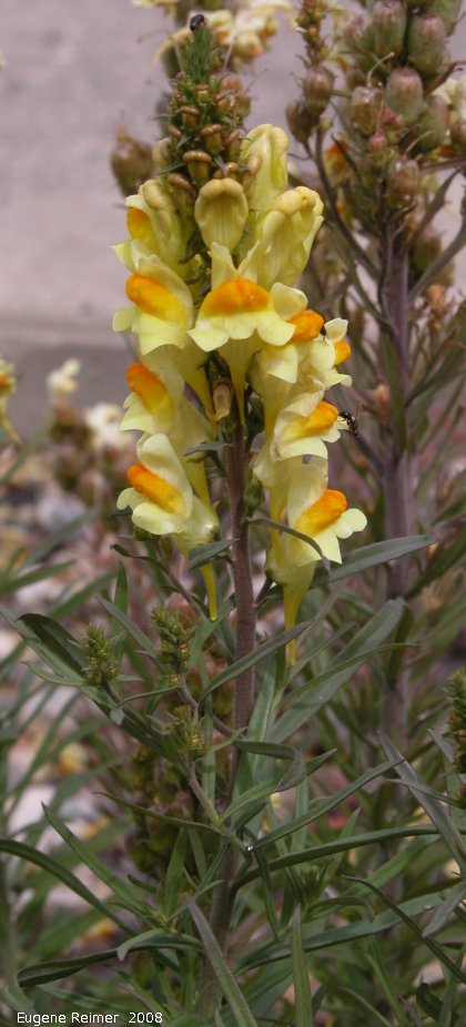 IMG 2008-Jul14 at downtown Beaverlodge-AB:  Butter-and-eggs (Linaria vulgaris) plant