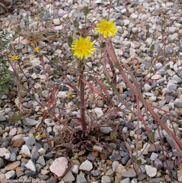 IMG 2008-Jul14 at downtown Beaverlodge-AB:&nbsp; Narrow-leaved hawksbeard (Crepis tectorum)?