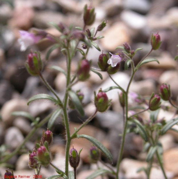 IMG 2008-Jul14 at downtown Beaverlodge-AB:&nbsp; Blue toad-flax (Linaria canadensis)? flowers
