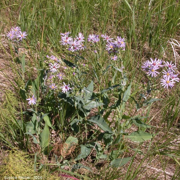 IMG 2008-Jul15 at Beaverlodge-AB:&nbsp; Smooth aster (Symphyotrichum laeve) clump