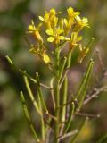 Wild mustard: flowers+pods