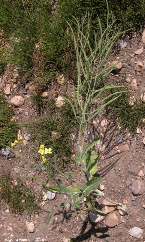 IMG 2008-Jul15 at Beaverlodge-AB:  Tumbling mustard (Sisymbrium altissimum) plant with pods+flowers