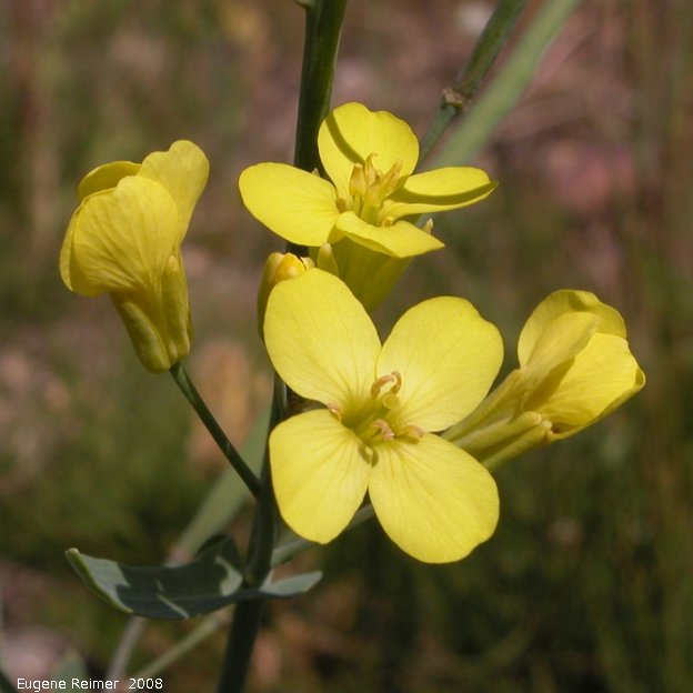 IMG 2008-Jul15 at Beaverlodge-AB:&nbsp; Tumbling mustard (Sisymbrium altissimum) flowers