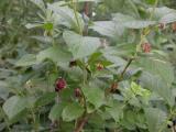 Bracted honeysuckle=Twinberry honeysuckle=Lonicera involucrata: foliage+fruit