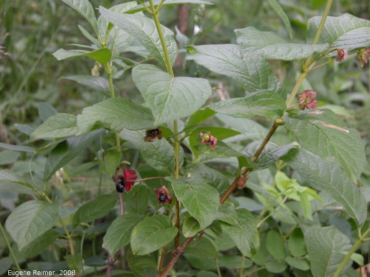 IMG 2008-Jul15 at SaskatoonMountain SE of Beaverlodge-AB:&nbsp; Bracted honeysuckle=Twinberry honeysuckle (Lonicera involucrata) foliage+fruit