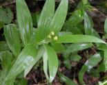 Star-flowered Solomons-seal: plant with berries