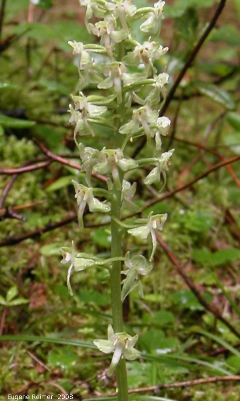 IMG 2008-Jul16 at the WagnerBog near Edmonton:  Round-leaved rein-orchid (Platanthera orbiculata) flowers